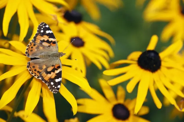 Framed Print : Butterfly, Painted Lady - feeding on Rudbekia flowers in garden, Lower Saxony, Germany