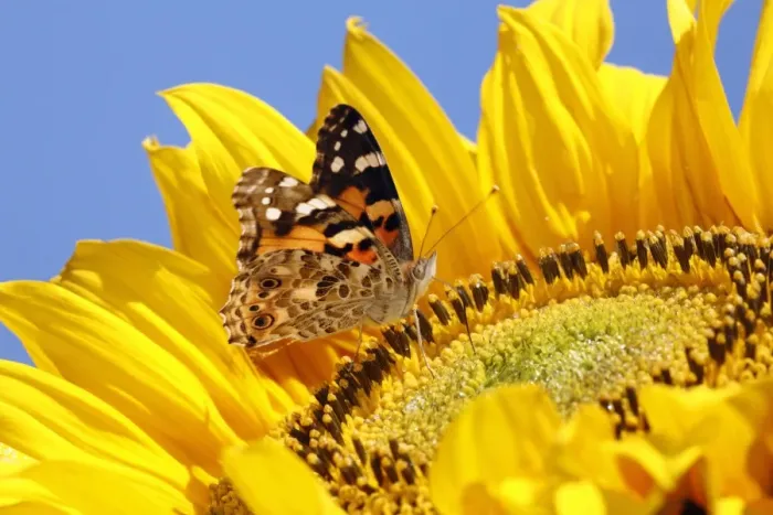 Framed Print : Butterfly, Painted Lady - feeding on sunflower head, Lower Saxony, Germany Framed Print : Butterfly, Painted Lady - feeding on sunflower head, Lower Saxony, Germany