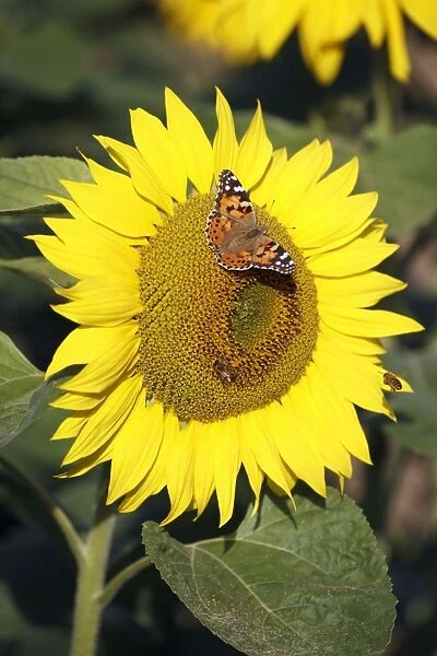 Butterfly, Painted Lady - feeding on sunflower head, Lower Saxony, Germany