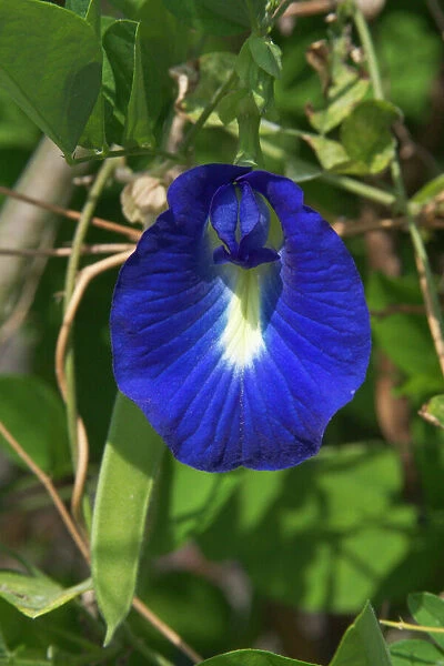 Butterfly Pea flower - This is the purple variety. In India seeds and roots used as a purgative and roots as a cathartic and diuretic
