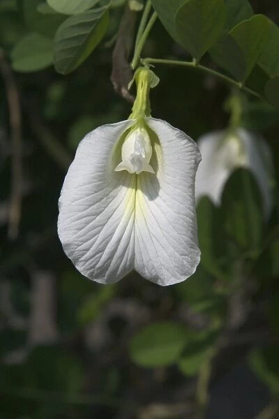 Butterfly Pea flower - This is the white variety. In India seeds and roots used as a purgative and roots as a cathartic and diuretic