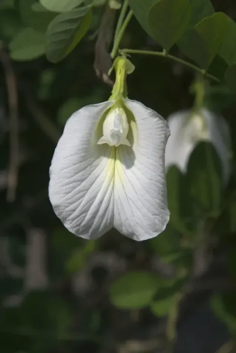 Framed Print : Butterfly Pea flower - This is the white variety. In India seeds and roots used as a purgative and roots as a cathartic and diuretic Framed Print : Butterfly Pea flower - This is the white variety. In India seeds and roots used as a purgative and roots as a cathartic and diuretic
