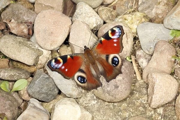 Butterfly, Peacock - resting on gravel path in garden, sun-basking, Lower Saxony, Germany