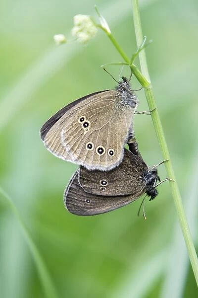 Butterfly, Ringlet - pair mating, perched on grass stalk, Lower Saxony, Germany