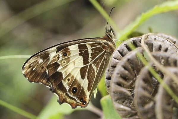 Butterfly Satyrinae Chirripo Nationalpark, Costa Rica