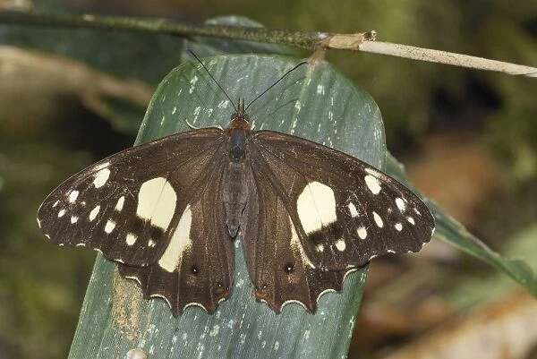 Butterfly Satyrinae Chirripo Nationalpark, Costa Rica