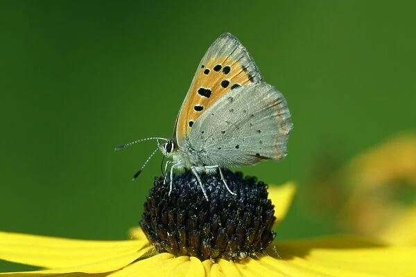 Butterfly, Small Copper - resting on garden plant, Hessen, Germany