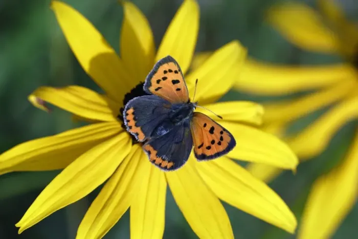 Framed Print : Butterfly, Small Copper - resting on garden plant, Hessen, Germany Framed Print : Butterfly, Small Copper - resting on garden plant, Hessen, Germany