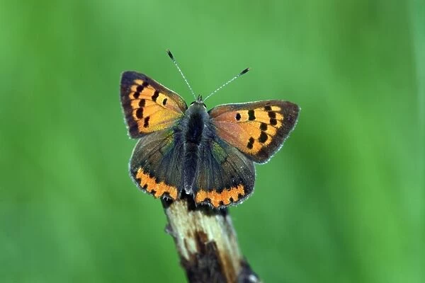 Butterfly, Small Copper - resting on stick, Hessen, Germany