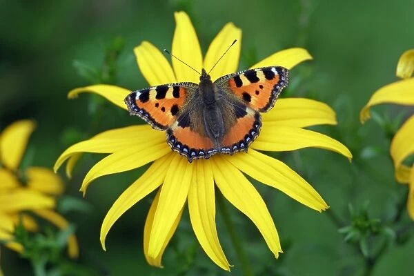 Butterfly, Small Tortoiseshell- resting on garden flower, Hessen, Germany