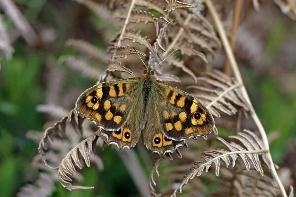 Butterfly Speckled Wood - resting on bracken