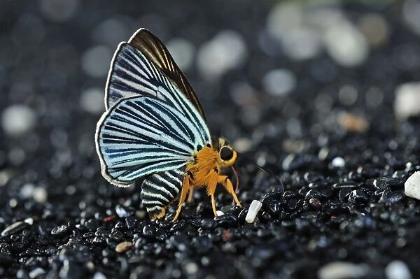Butterfly sucking minerals on sand - Tangkoko Nature Reserve - North Sulawesi - Indonesia