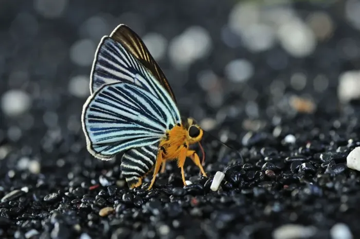 Framed Print : Butterfly sucking minerals on sand - Tangkoko Nature Reserve - North Sulawesi - Indonesia Framed Print : Butterfly sucking minerals on sand - Tangkoko Nature Reserve - North Sulawesi - Indonesia