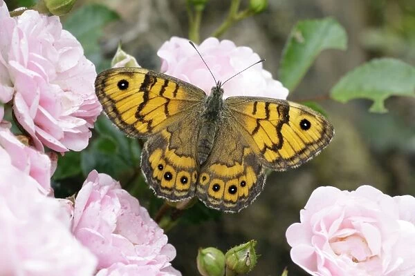 Butterfly, Wall - resting on rose blossom in garden, Lower Saxony, Germany