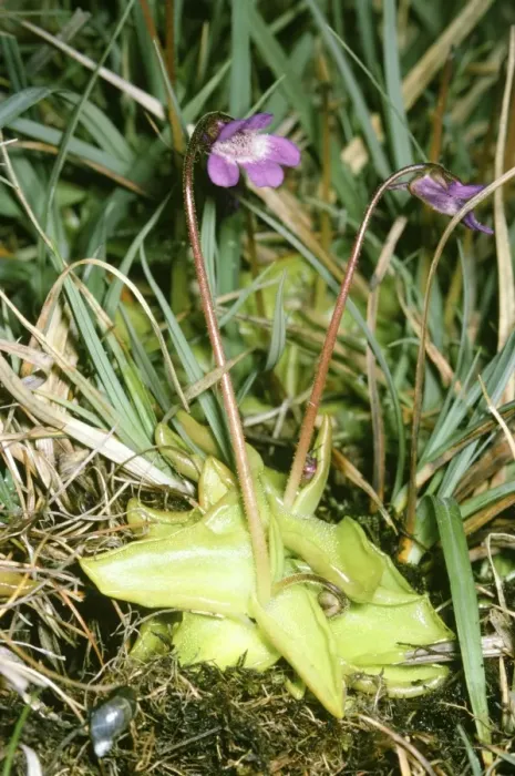Framed Print : Butterwort Framed Print : Butterwort