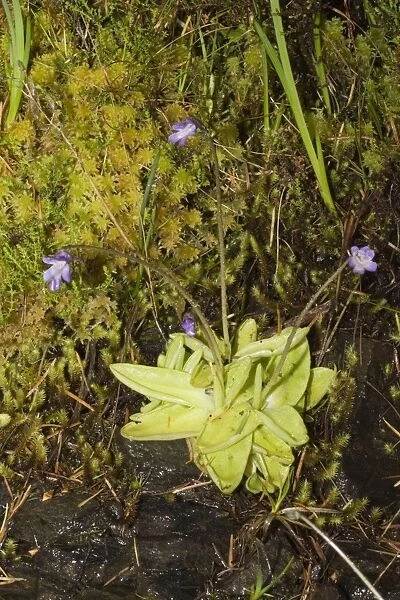 Butterwort - an inconspicous insectivorous plant in flower Ben Eighe National Nature Reserve, Scotland. Samm insects settling on the rosette of fleshy leaves and are caught in the viscid secretion