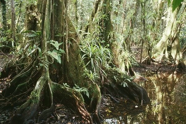 Buttress Roots - in Belize jungle