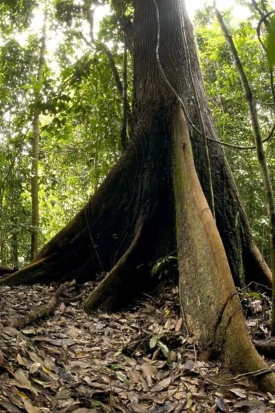 A buttressed tree trunk, typical in primary rainforest of river Danum Valley Conservation Area, Sabah, Borneo, Malaysia; June. Ma39. 3273
