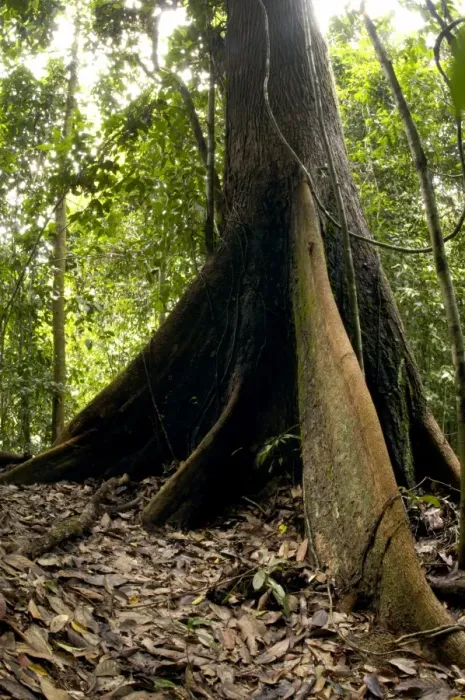 Framed Print : A buttressed tree trunk, typical in primary rainforest of river Danum Valley Conservation Area, Sabah, Borneo, Malaysia; June. Ma39. 3273 Framed Print : A buttressed tree trunk, typical in primary rainforest of river Danum Valley Conservation Area, Sabah, Borneo, Malaysia; June. Ma39. 3273
