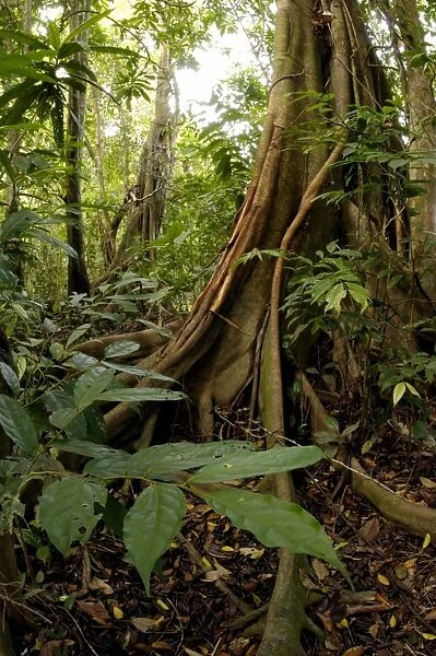 A buttressed tree trunk, typical in rainforest in Kinabatangan river floodplain, Sabah, Borneo, Malaysia; June. Ma39. 3119