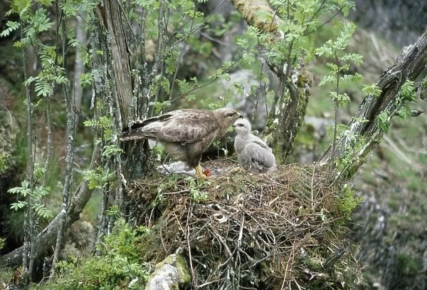 Buzzard - adult with chick at nest