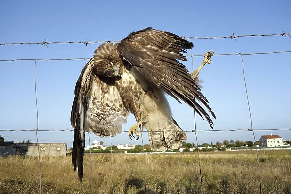 Buzzard, Buteo buteo, dead in fence with barbed