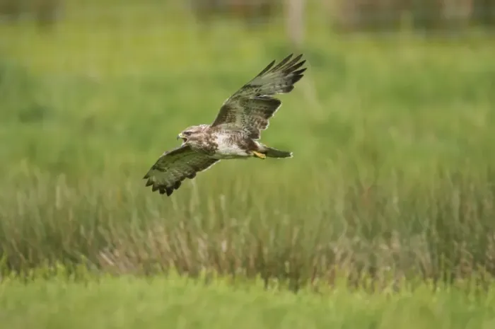 Framed Print : Buzzard - calling in flight Mid Wales BI003081