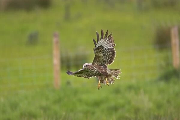 Buzzard - coming in to land in field Mid Wales BI003084