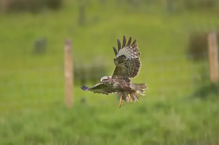 Framed Print : Buzzard - coming in to land in field Mid Wales BI003084 Framed Print : Buzzard - coming in to land in field Mid Wales BI003084