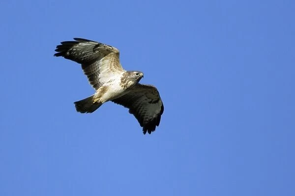 Buzzard - hovering in wind Lower Saxony, Germany