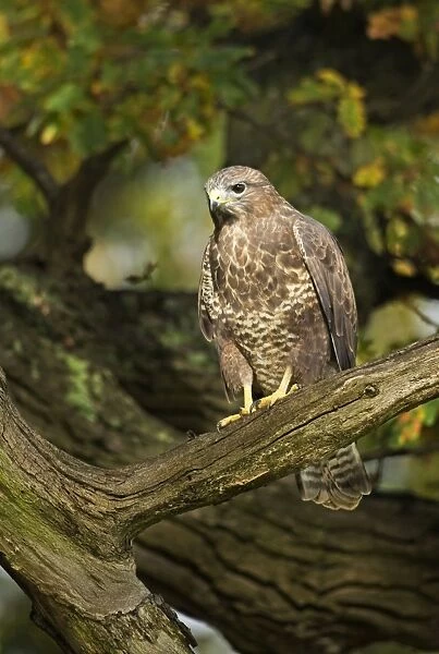Buzzard - perched in old oak tree in early morning sunshine - November - Cannock Chase - Staffordsire - England