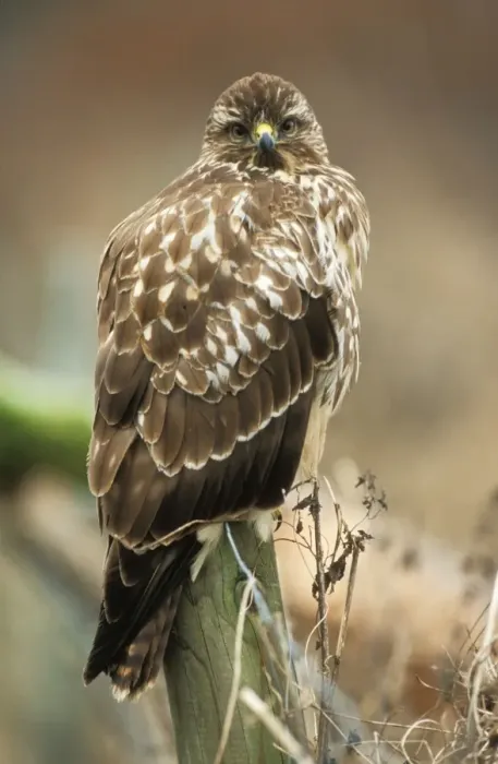 Framed Print : Buzzard - perched on post Framed Print : Buzzard - perched on post