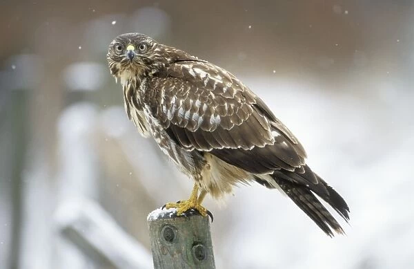 Buzzard - perched on post