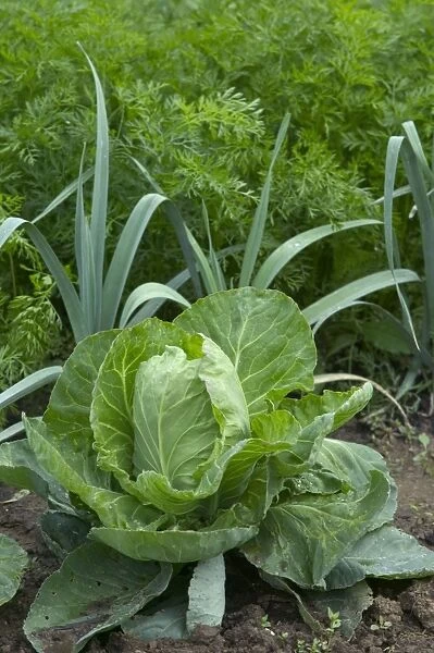 Cabbage with leeks & carrots growing behind - in Allotment  /  Vegetable Garden  /  Kitchen Garden