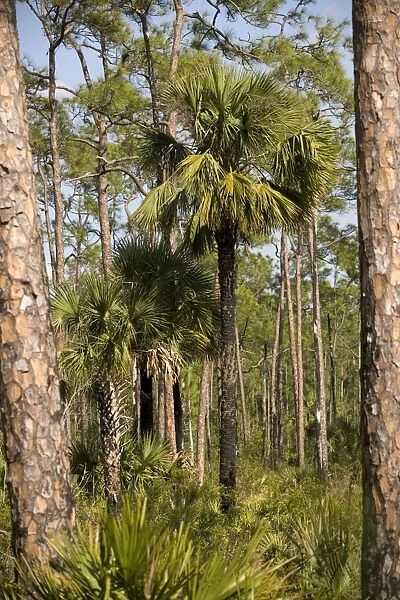 Cabbage Palm in slash pine (Pinus elliottii) woodland, everglades