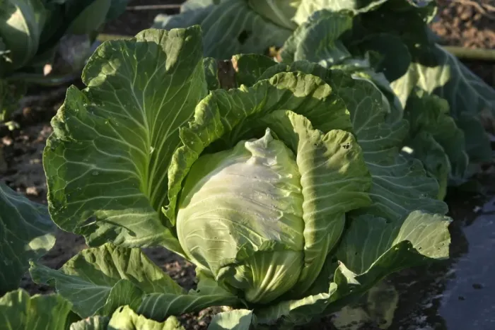 Framed Print : Cabbage - in vegetable garden Framed Print : Cabbage - in vegetable garden