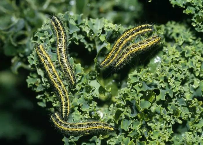 Framed Print : Cabbage White Butterfly - caterpillars - devouring kale