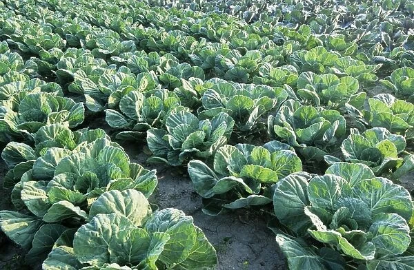 Cabbages. ME-1847. Cabbages. Johan De Meester