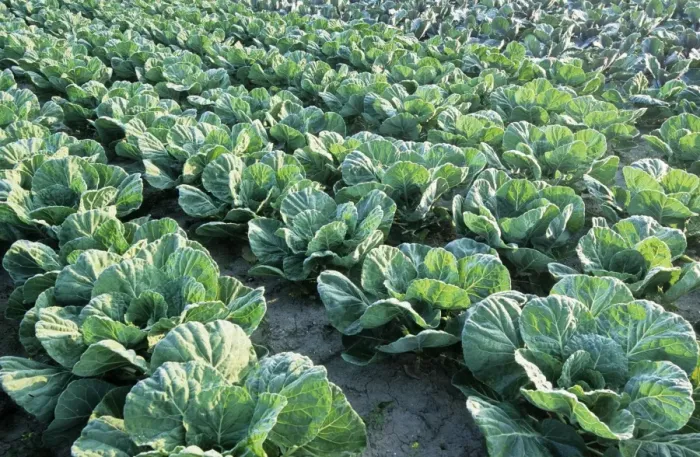 Framed Print : Cabbages. ME-1847. Cabbages. Johan De Meester