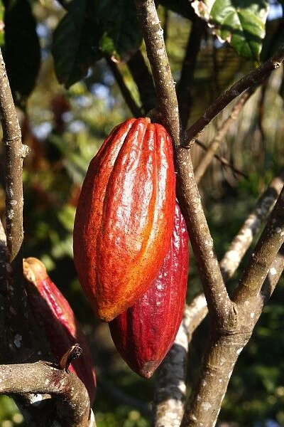 Cacao pod - Bali - Indonesia
