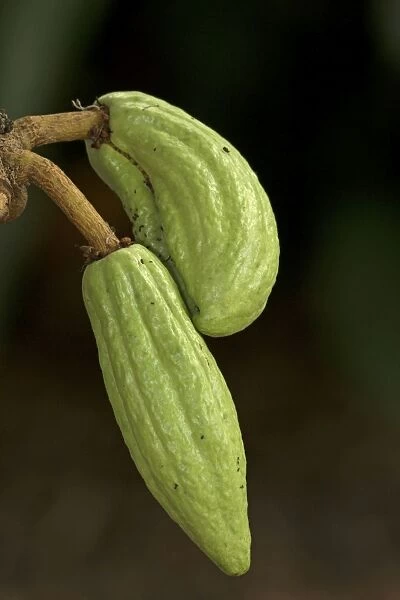 Cacao young fruits