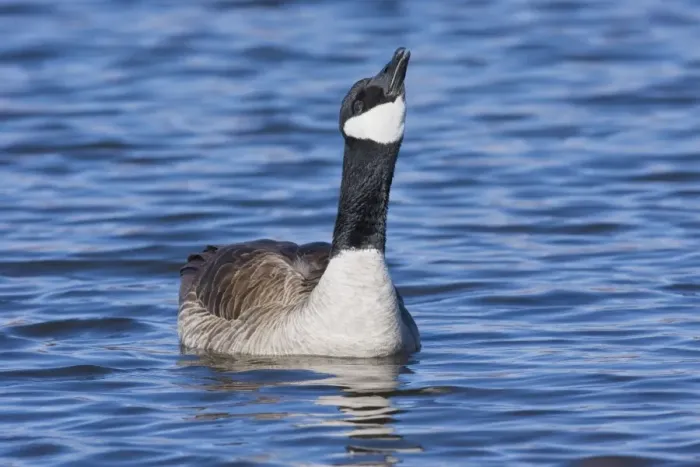 Framed Print : Cackling Goose, - in winter. New Mexico in February Framed Print : Cackling Goose, - in winter. New Mexico in February