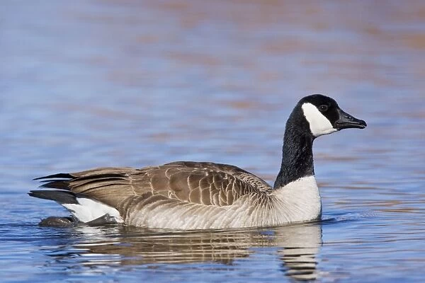 Cackling Goose - in winter. New Mexico in February