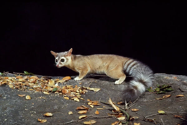 Cacomistle  /  RIng-tailed Cat