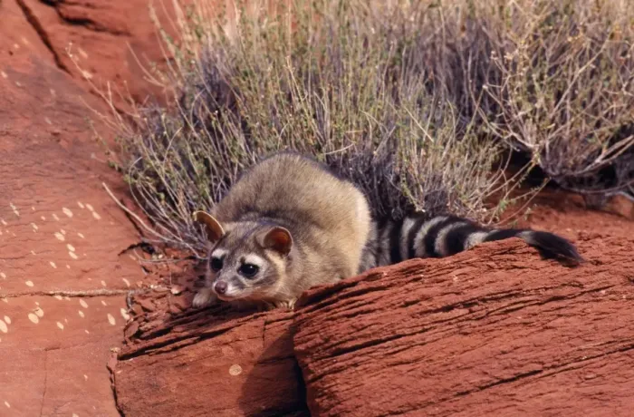 Framed Print : Cacomistle / Ringtail North America Framed Print : Cacomistle / Ringtail North America