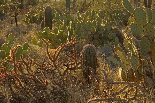 Cacti - Engelmann Prickly Pear  /  Cow's Tongue Cactus  /  Cow Tongue Prickly Pear, Saguaros (Carnegiea gigantea), Jumping Cholla  /  Chainfruit Cholla (Opuntia fulgida) - early spring - Saguaro National Park - Arizona - USA