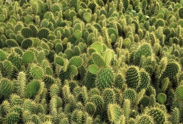 Cactus. LA-3712. Cactus. Jean Michel Labat
