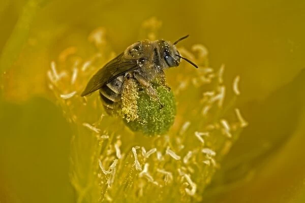 Cactus Bee on Prickly Pear Blossum (Oppuntia spp) - Arizona - Sonoran Desert - Collecting nectar and pollen serving as pollinator
