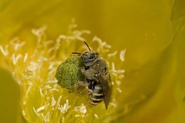 Cactus Bee on Prickly Pear Blossum (Oppuntia spp) - Arizona, USA - Sonoran Desert - Collecting nectar and pollen serving as pollinator