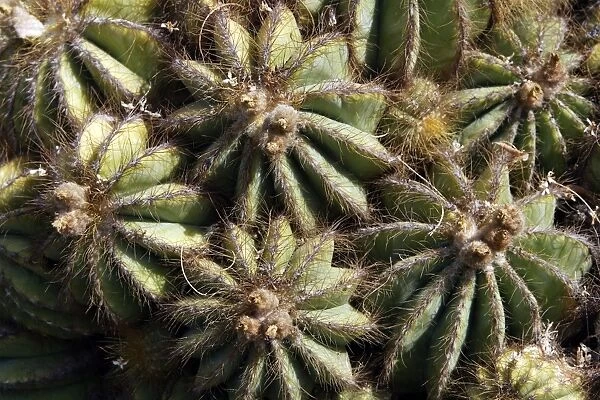 Cactus - close-up - Latin also Parodia magnifica